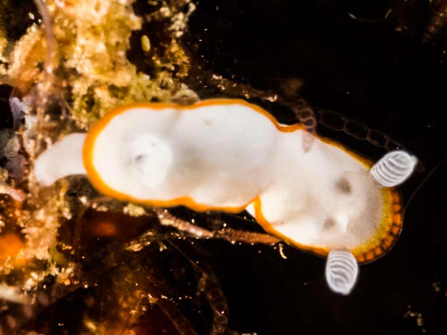 Goniobranchus albonares